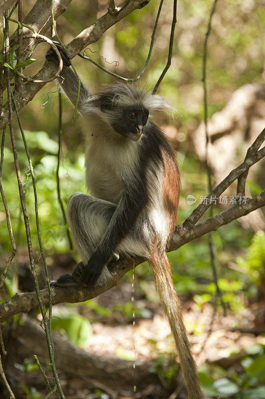 在坦桑尼亚桑给巴尔的Jozani森林保护区，Kirk的红疣猴(Procolobus kirkii)正在撒尿